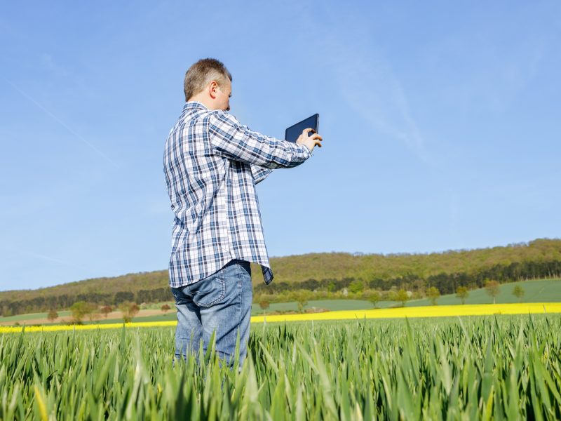 A man with a digital tablet in his hands in a rye field. The farmer inspects the crop