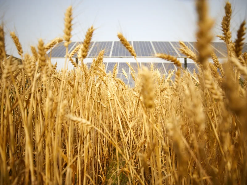 agrivoltaisme-grande-culture-sojeal-experts