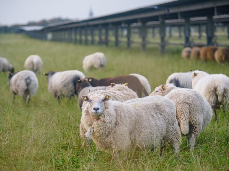 Sheep standing in a field of solar panels with solar trackers and a windmill in the distance. Agrivoltaics concept where the land is shared between solar parks and sheep grazing.