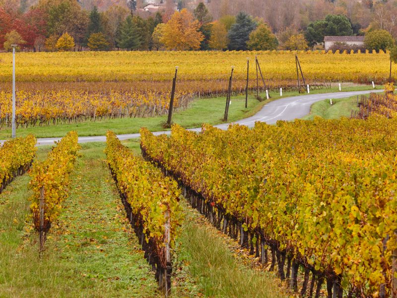 Autumn wineyards in Bordeaux. Agriculture industry in Aquitaine. France
