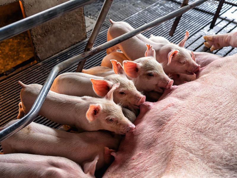 Baby pigs sucking mother pig in hog farms, animal and Pig industry