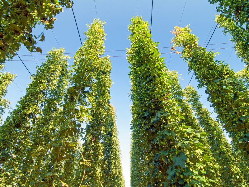 Green hops plantation