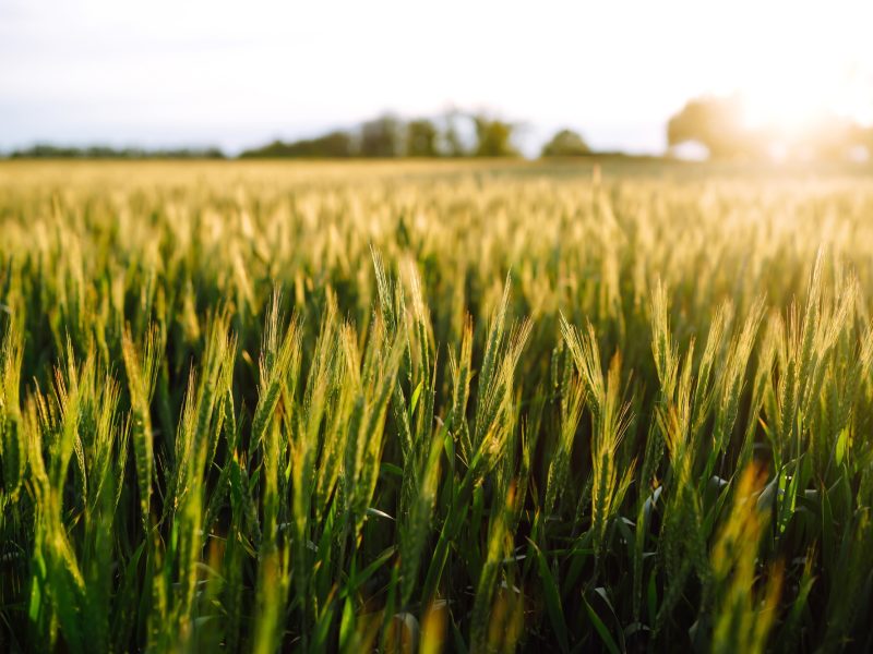 Green wheat field. Ripening ears of wheat field. Sunset light. Nice summer day
