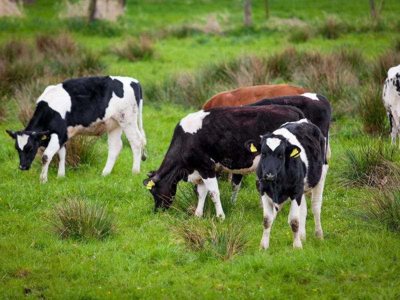 Herd of cows. Cows on a green field. Cows on the field