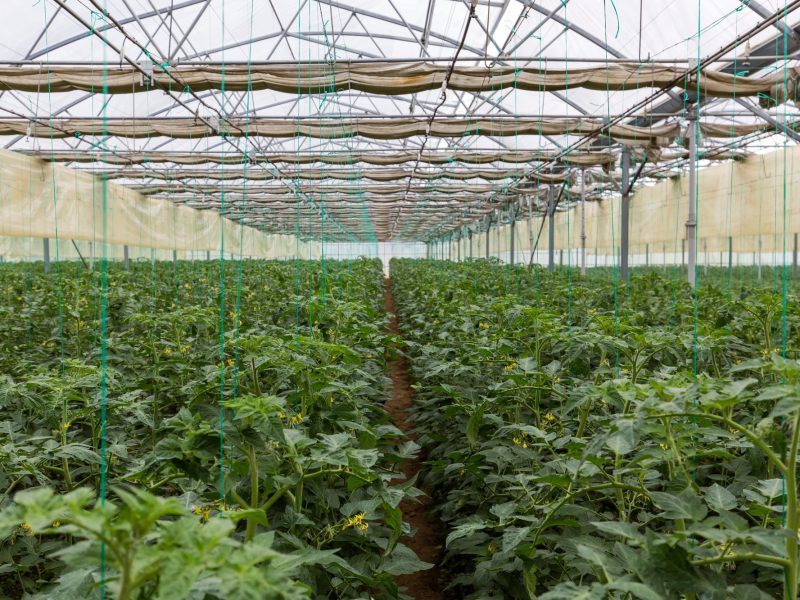 Rows of tomato plants growing