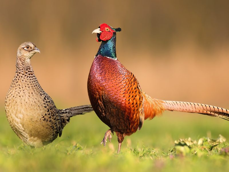 Two common pheasants standing close to each other during spring breeding season