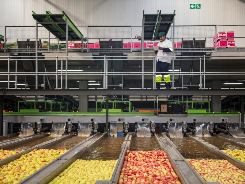 Worker checking apple washing process